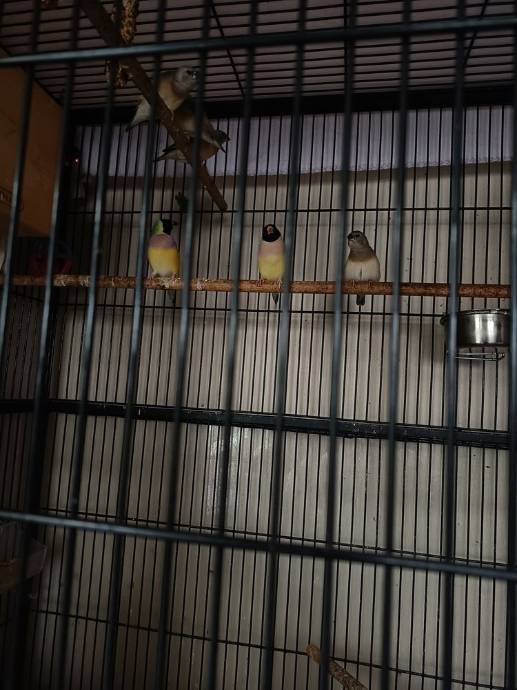 Diamant de gould 20 64200 Biarritz