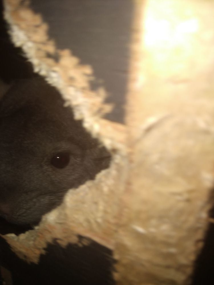 2 chinchillas femmelle 100 02410 Saint-gobain