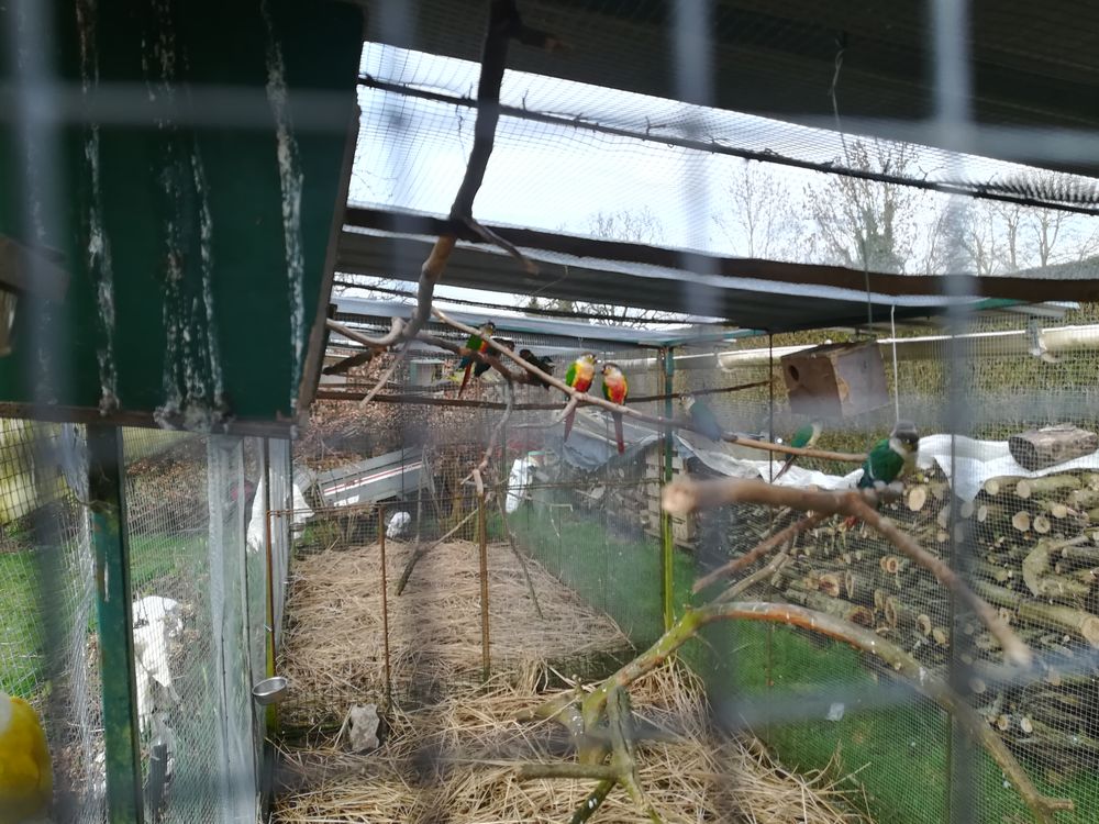 Perruche 70 76190 Auzebosc