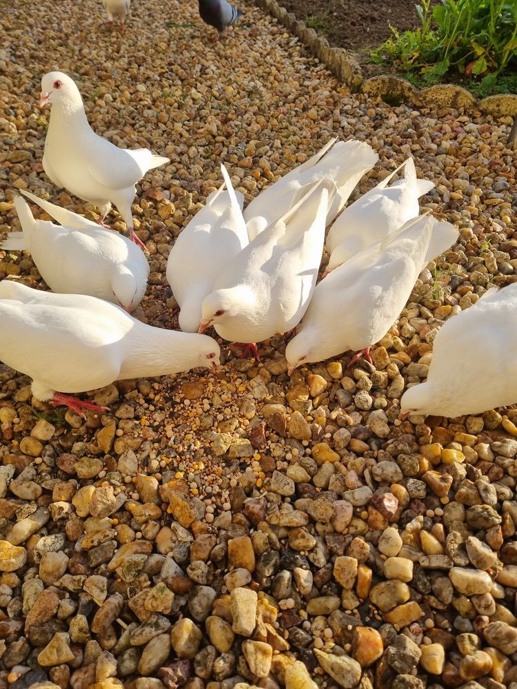 Pigeon+Hubbel 5 86380 Marigny-brizay