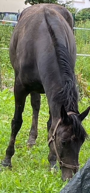 DONNE CHEVAL CONTRE BONS SOINS 0 67201 Eckbolsheim