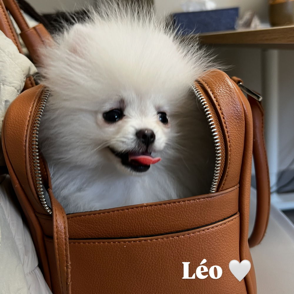 Male chiots spitz Pom&eacute;ranien 1300 64110 Maz�res-lezons