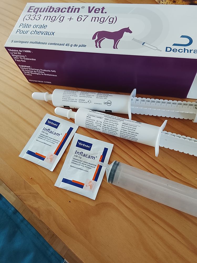 Soins v&eacute;to cheval 5 29200 Brest