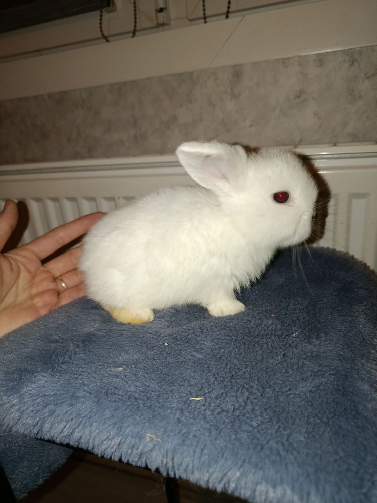 B&eacute;b&eacute; Minilop/Belier nain 0 59168 Boussois