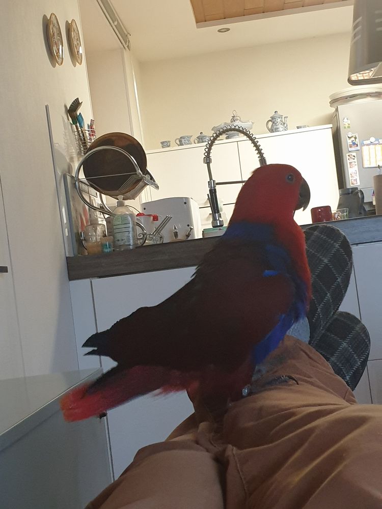 Eclectus femelle eam 750 67470 Seltz