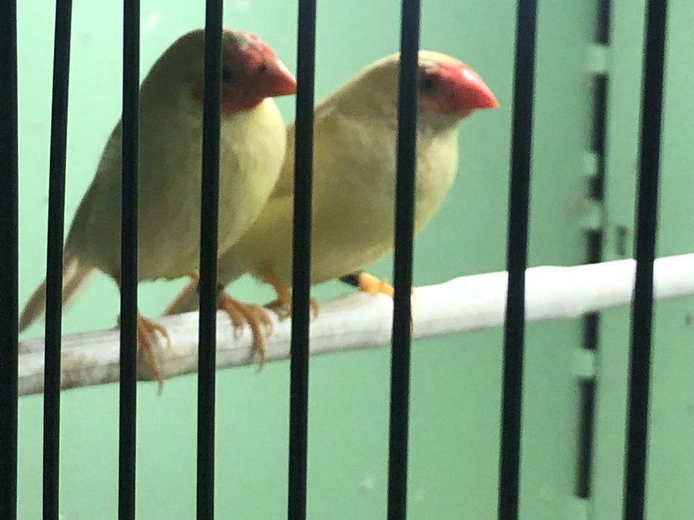 Ruficauda 120 93220 Gagny