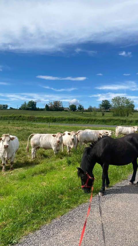 Ponette 15ans 700 03130 Liernolles