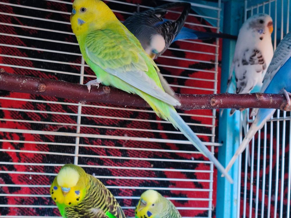 Perruches ondul&eacute;es 10 06640 Saint-jeannet