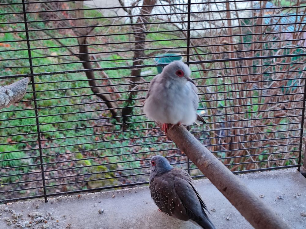 Colombes diamant 30 06640 Saint-jeannet