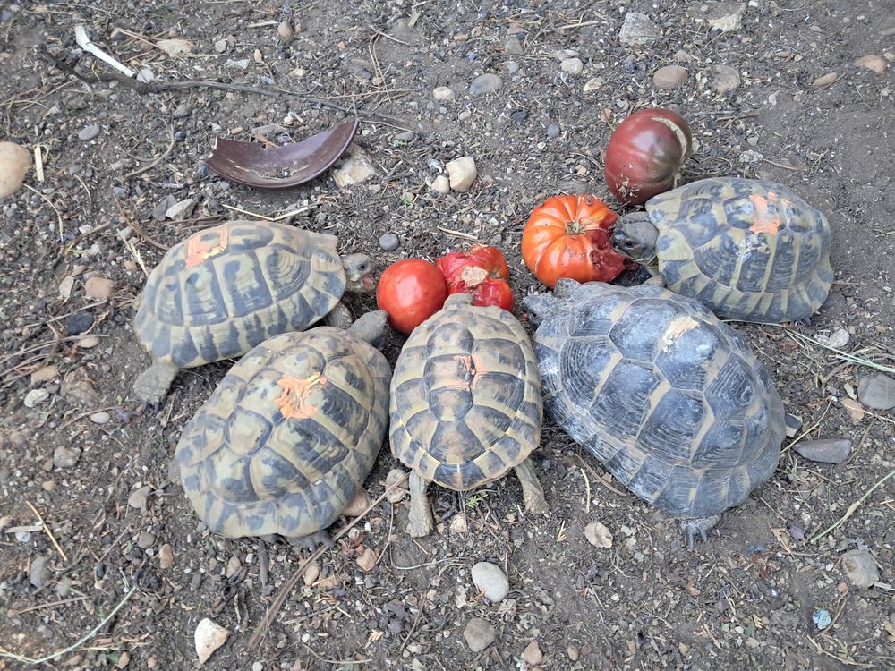 Tortues hermann 150 13310 Saint-martin-de-crau