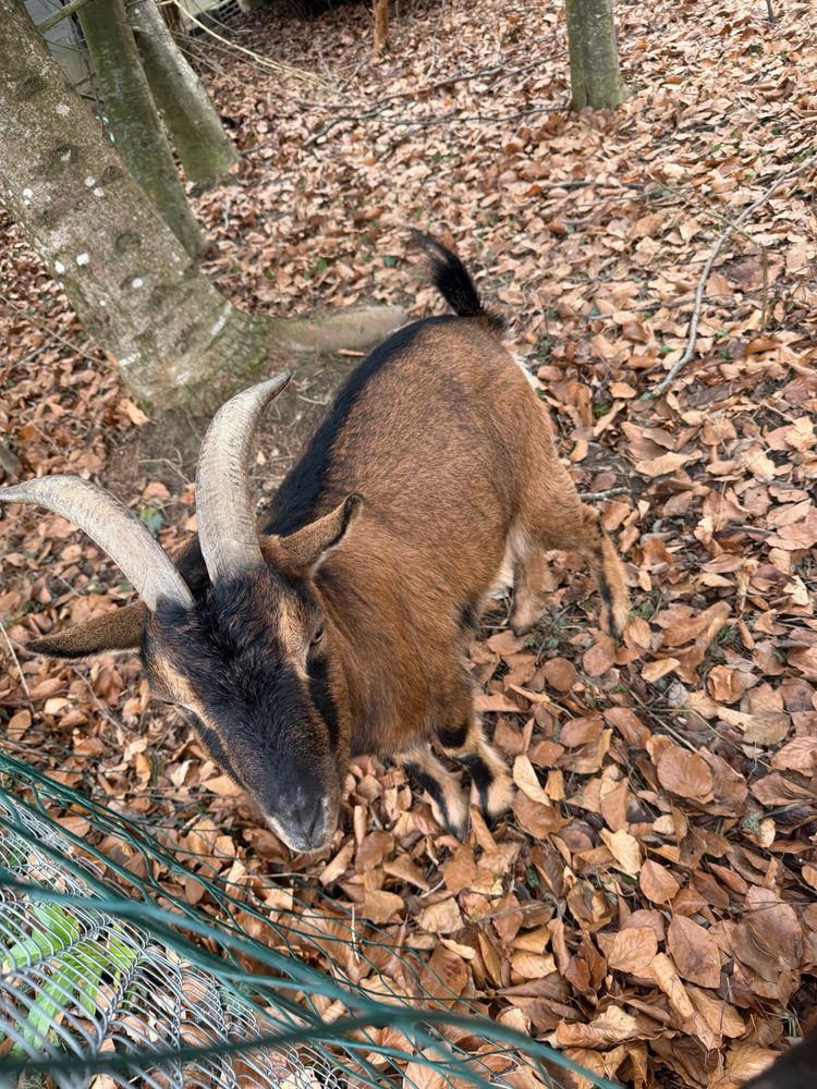 Donne 2 boucs nains castr&eacute;s 0 74540 Chainaz-les-frasses