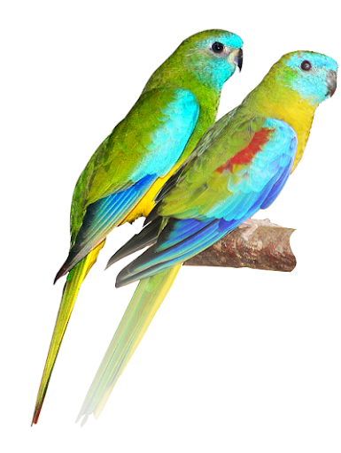 Recherche perruches turquoisines. 0 34410 Sauvian