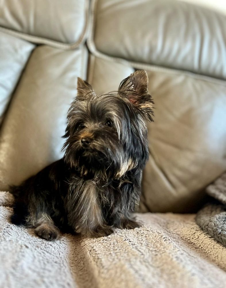 Sailli Yorkshire 250 62500 Clairmarais