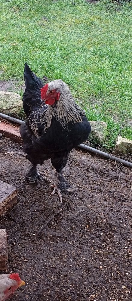 Coq brahma 25 58300 Decize