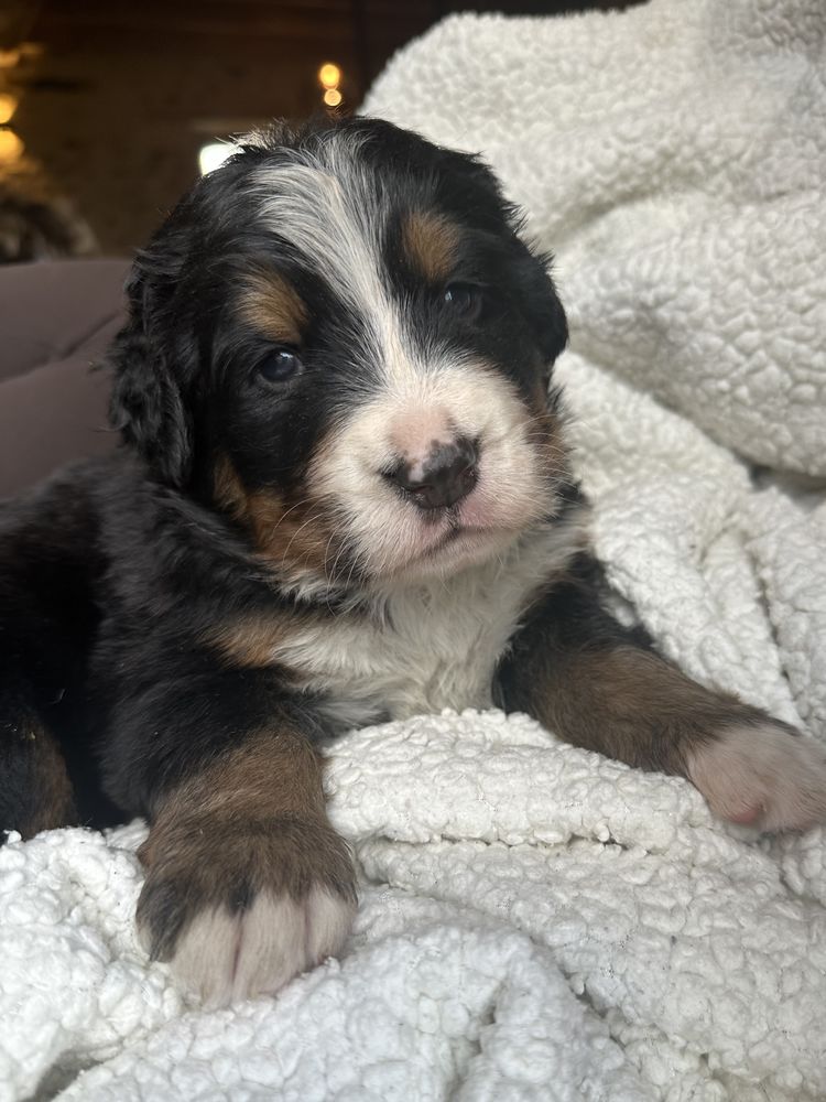&Agrave; r&eacute;server, magnifiques chiots bouvier bernois inscrit  LOF 1550 53290 Saint-denis-d'anjou