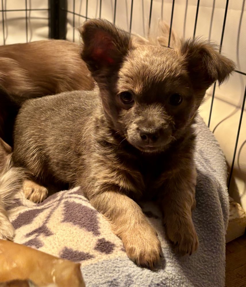 Chiot Chihuahua 900 52400 Le ch�telet-sur-meuse