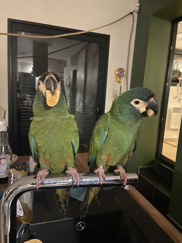 C&egrave;de 2 jeunes Ara Maracana EAM 1200 34700 Lod�ve