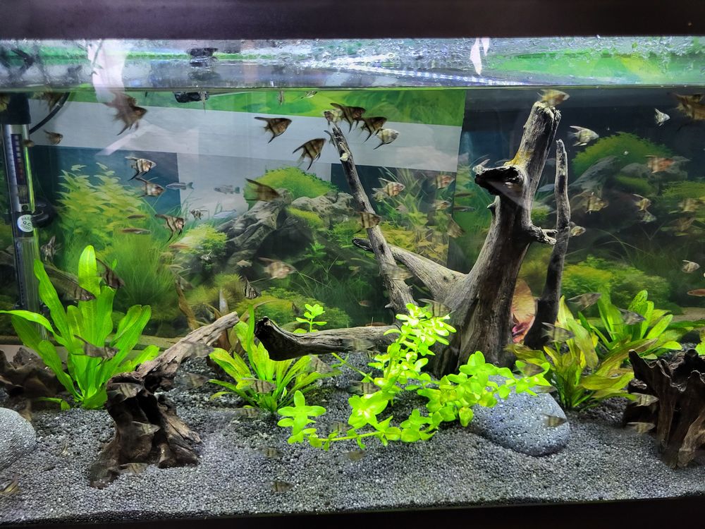 Petit scalaire 1 14290 Orbec