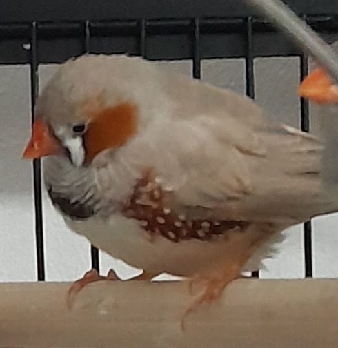 Mandarins 10 36290 Paulnay