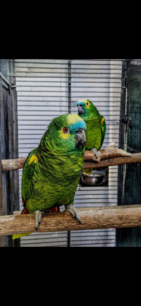 Amazone front bleu reproducteur 1000 47500 Montayral