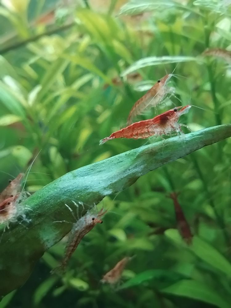 Crevettes red cherry 1 77115 Blandy