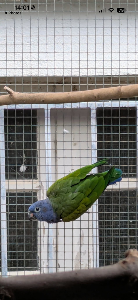 Perroquet pionnes t&ecirc;te bleu 500 47500 Montayral