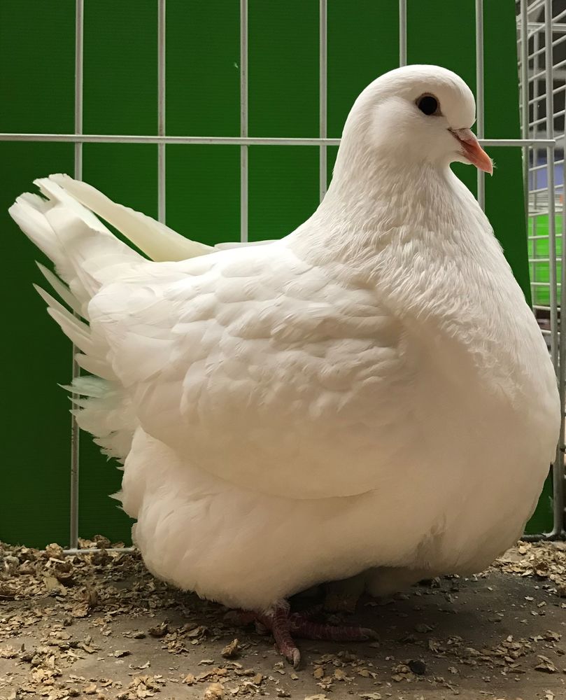 PIGEONS RACE MONDAINS 60 68320 Jebsheim