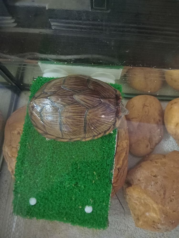 tortue aquatique 150 81430 Le fraysse