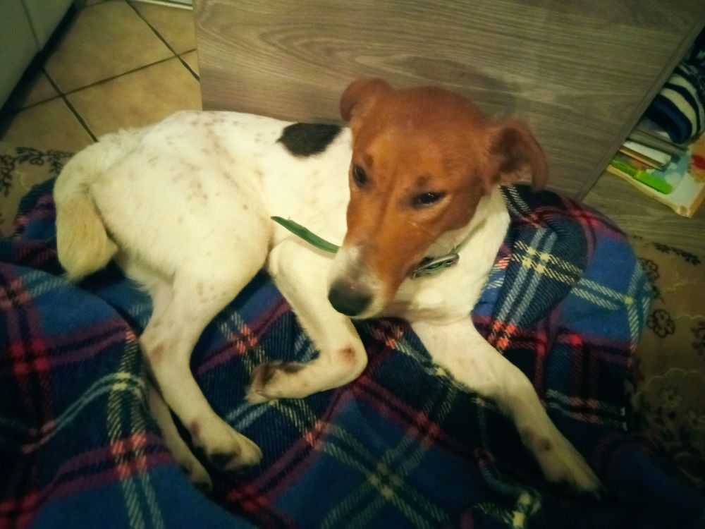 Chien fox terrier 0 68118 Hirtzbach