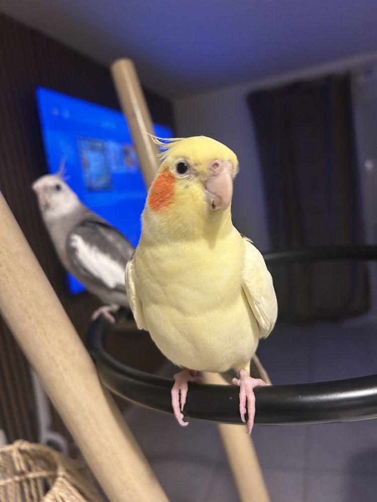 Couple de Calopsytte EAM 250 31200 Toulouse