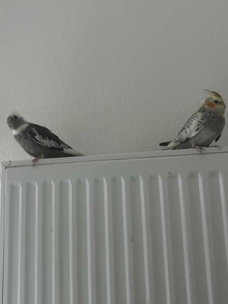 Couple de Calopsitte 150 31200 Toulouse