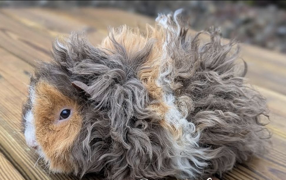 Jeune femelle Cochon d inde Alpaga, Texel, Rex, Peruvienne 0 30100 Al�s