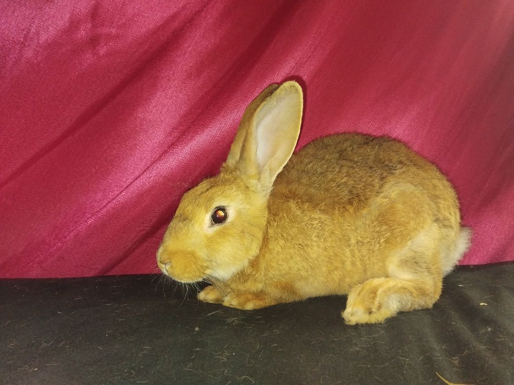 Lapin,... 20 87600 Rochechouart