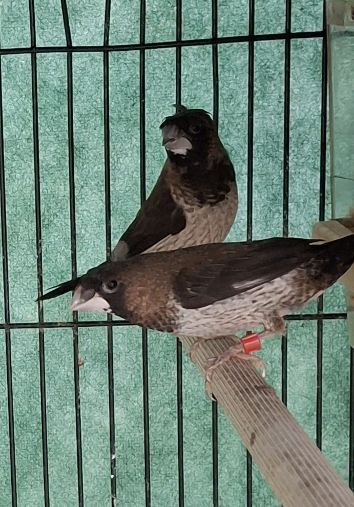 Moineau du japon 10 35360 M�dr�ac