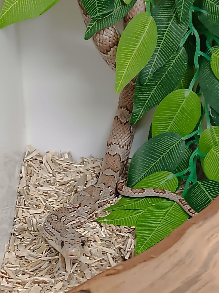 Donne Pantherophis guttatus 0 95800 Cergy