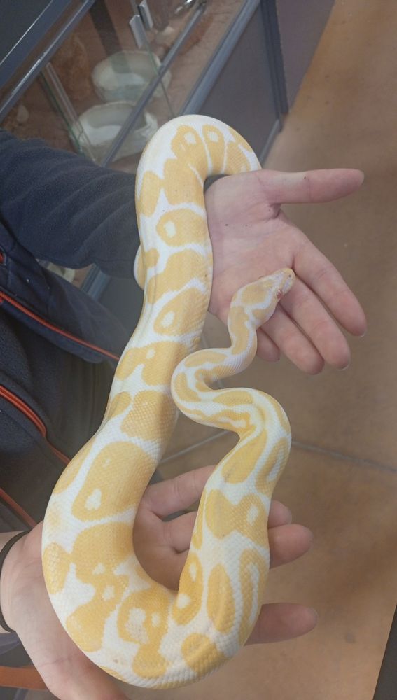 Python 180 85300 Challans