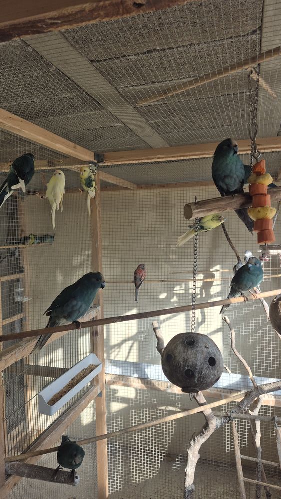 KAKARIKIS, DIAMANT A GOUTELETTE et CALOPSITTES 30 22940 Plaintel