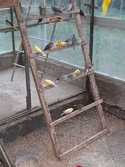 canaris couleur m&acirc;le et femelle 25 62250 Landrethun-le-nord