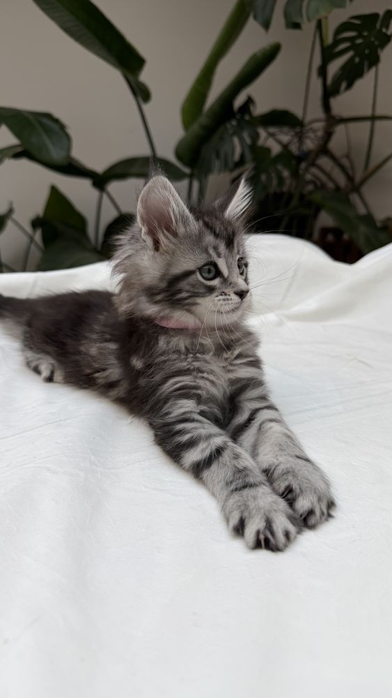 Arktika  Femelle Maine Coon  Silver Spotted Tabby (MCO ns24 1700 59000 Lille
