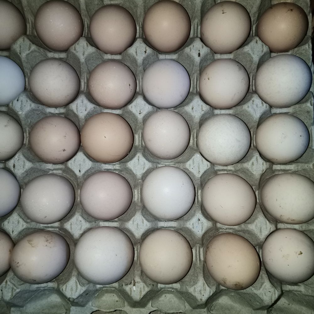 Oeufs f&eacute;cond&eacute;s de cou nu
X12 20 86340 Roches-pr�marie-andill�