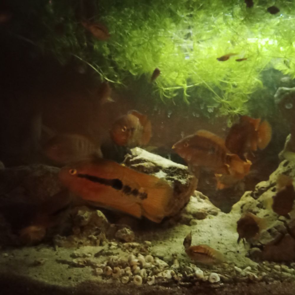 Multispinosa divers taille &agrave; partir de 5e 
5 86340 Roches-pr�marie-andill�