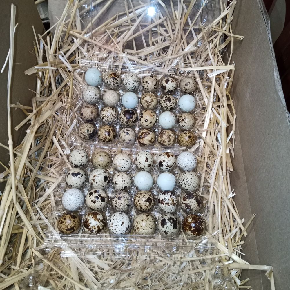 X24 oeufs de caille f&eacute;cond&eacute;s - divers coloris 8 86340 Roches-pr�marie-andill�