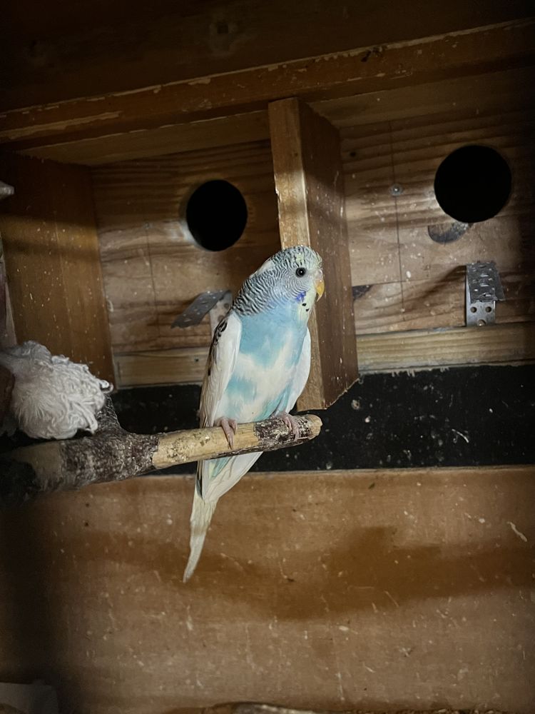 Perruches ondul&eacute;es 10 67310 Wasselonne