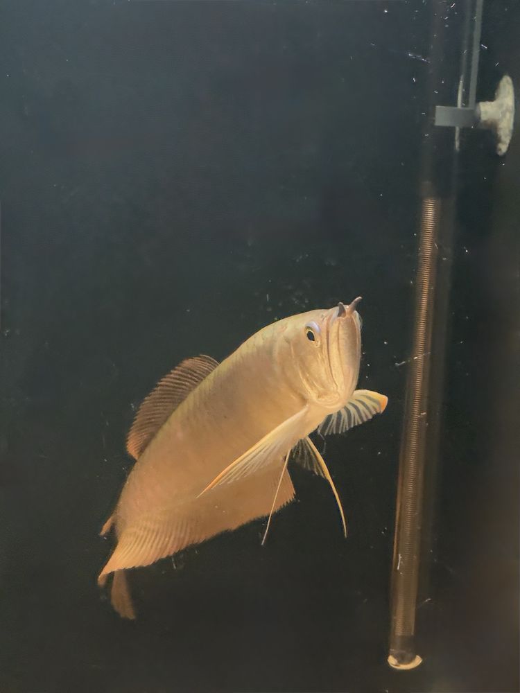 Silver Arowana ? poisson d'aquarium en bonne sant&eacute; 0 94700 Maisons-alfort