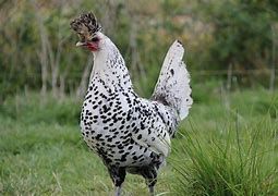 Oeuf f&eacute;cond&eacute;, poussin, poule, coq Appenzelloise 39 77540 Courpalay