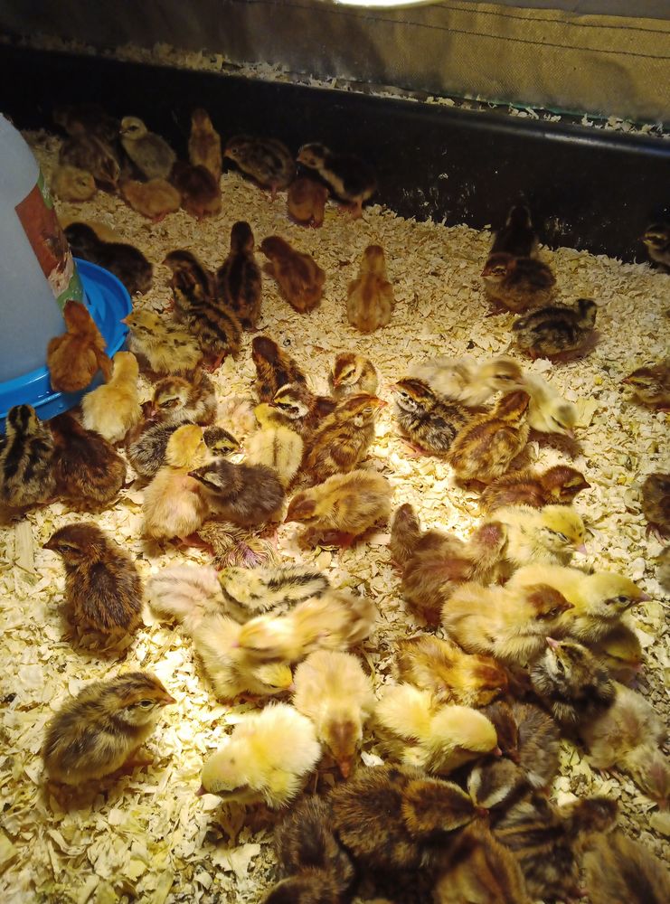 Cailleteaux - cailles divers 1 86340 Roches-pr�marie-andill�