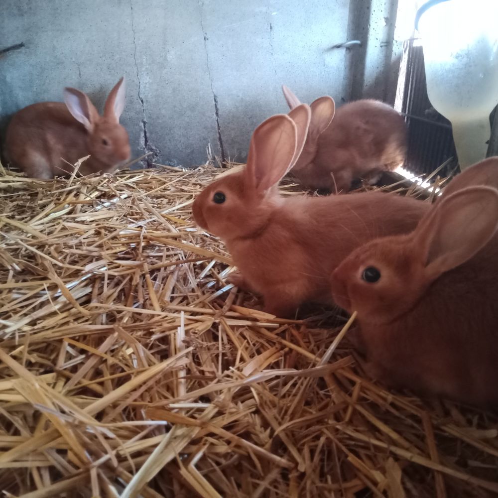 Lapin fauve de Bourgogne &agrave; partir de 10e 10 86340 Roches-pr�marie-andill�