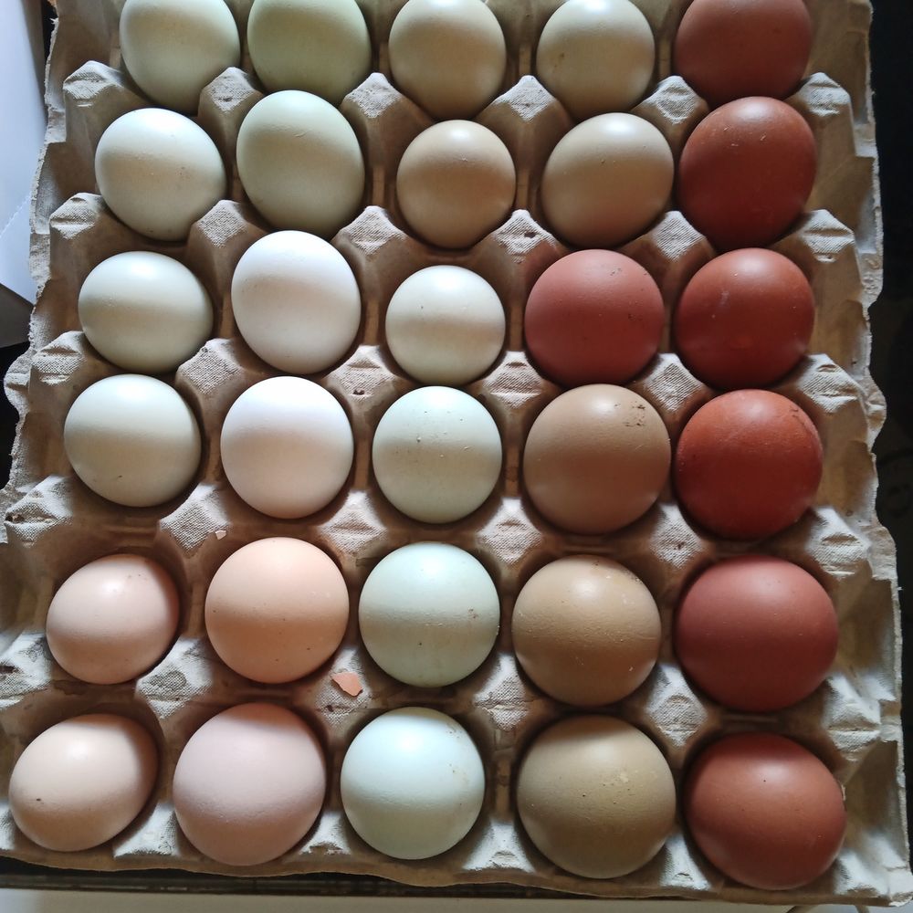 M&eacute;lange 30 oeufs f&eacute;cond&eacute;s poules - races divers 50 86340 Roches-pr�marie-andill�