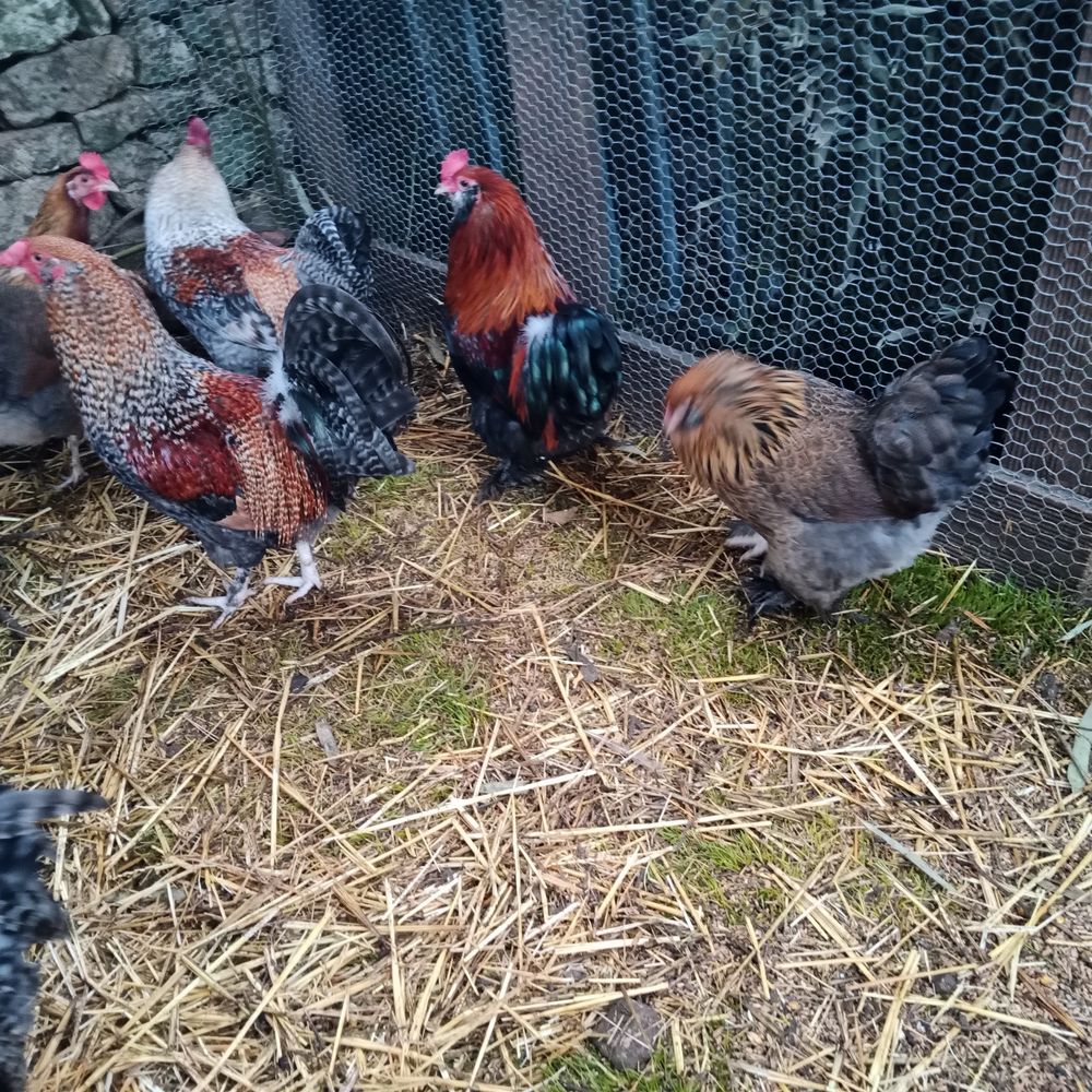 Coq divers races 6-8 mois 20 86340 Roches-pr�marie-andill�