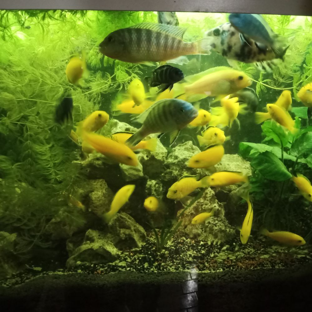 Poissons divers  lacs Malawi 1 86340 Roches-pr�marie-andill�